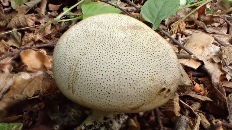 Shapwick Heath – August 2025