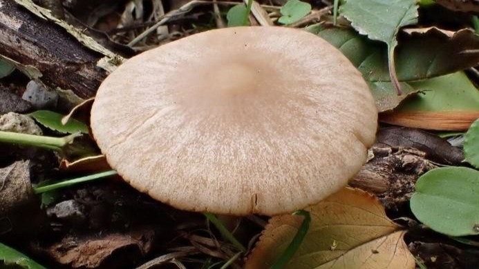 Hellenge Hill – October 2025