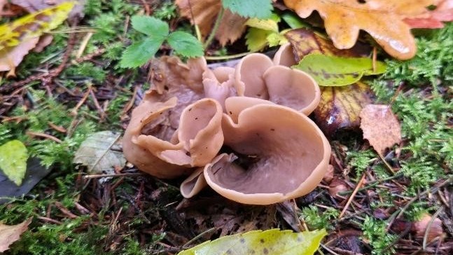 Folly Farm – November 2025