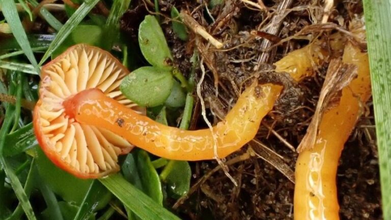 Brean Down – November 2025