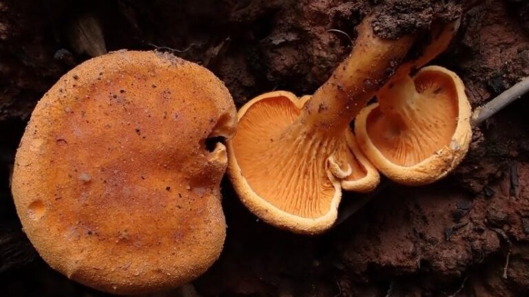 Leigh Woods – September 2025